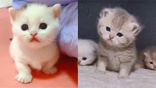💕The Cutest Kitty Cats Videos Compilation Best Moment of the Cute Cat 2021 # 2 - CuteAnimalShare 😺😍😘 by CuteAnimalShare 1,595 views 2 years ago 3 minutes, 52 seconds