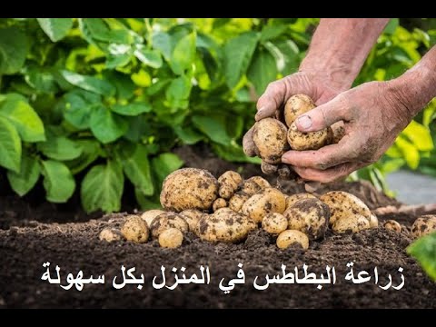 فيديو: معمر Enotera: زراعة ورعاية (وردي ، شجيرة ، إلخ) + صور وفيديو