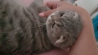 Кошка Очень любит ласку. Наша ШОТЛАНДСКАЯ ВИСЛОУХАЯ кошка! Кошка Очень любит ласку. Наша ШОТЛАНДСКАЯ ВИСЛОУХАЯ кошка!