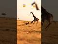 😧Giraffe Mom Defends Baby from Lion Attack, Baby Gets Hurt😰#shorts #shortfeed #shortvideo #fyp