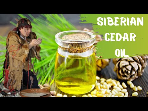 En av de bästa medicinerna: Siberian Cedar Oil (Pínus sibírica)