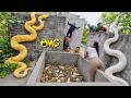 Brave Soldiers Used High-Tech Snake Detectors To Locate The Giant Python's Nest.