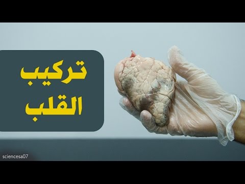 تركيب القلب