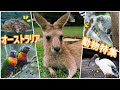 オーストラリアの動物たち！！
