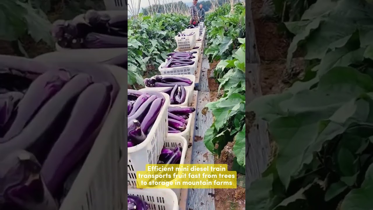 Mini Diesel Fruit Train: Fast Harvest Helper in the Mountains 