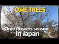 JAPAN OME TREES PLUS BUYING FOODS AT OK MARKET