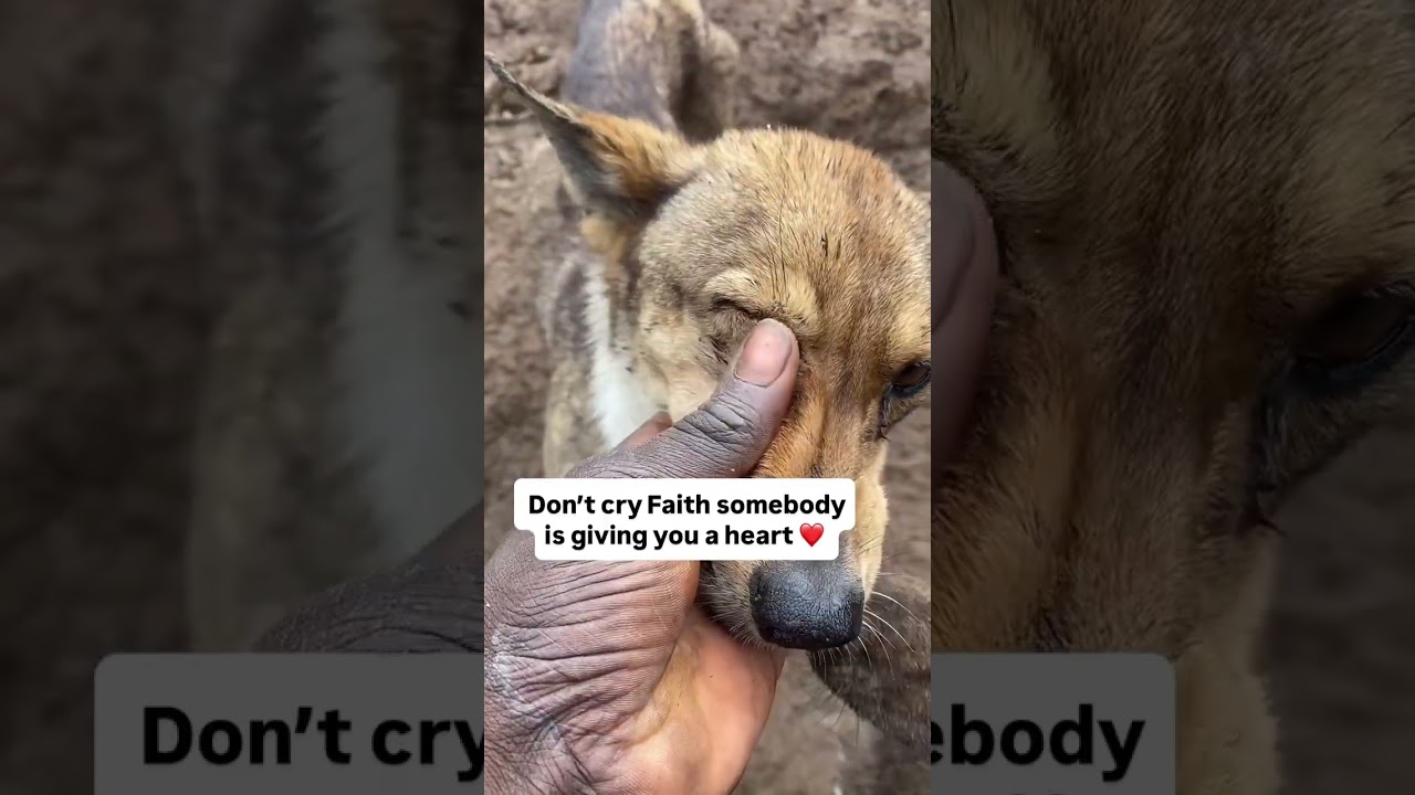 please donate via PayPal link to save them rescue from hunger 