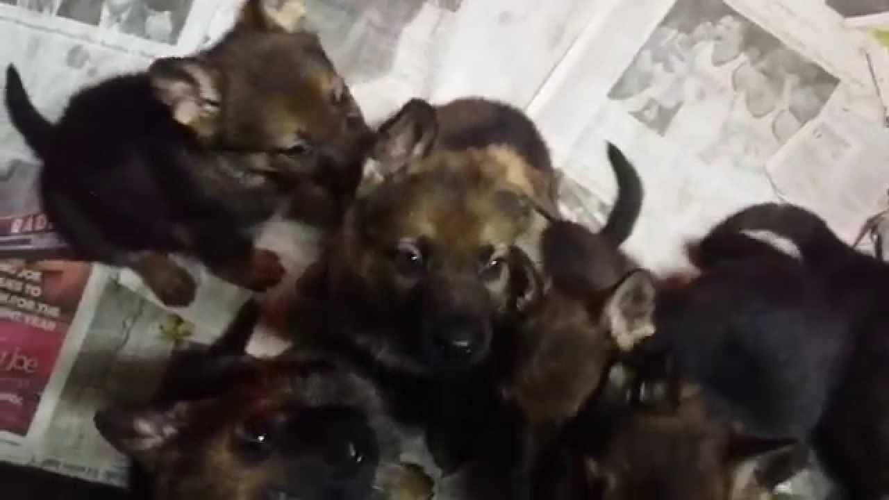 7 week german shepherd puppies - YouTube