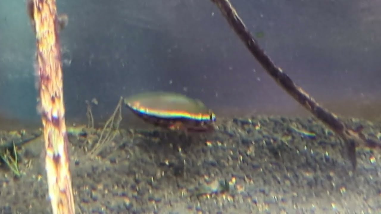 【Gengoro　ゲンゴロウ】　アクアトトぎふ・岐阜県各務原市（かかみがはらし）　2024年12月27日（金）