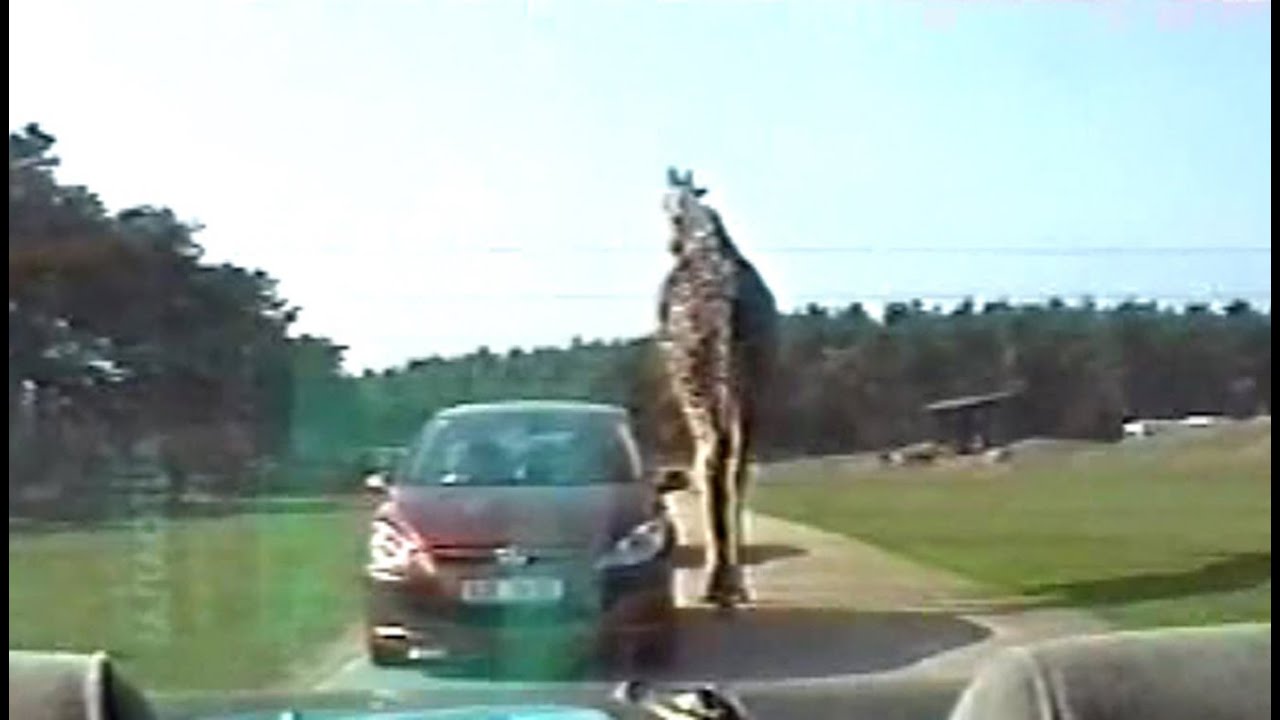 Safaripark Ganserndorf - 13. 10. 2001