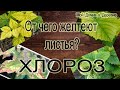 ОТ ЧЕГО ЖЕЛТЕЮТ ЛИСТЬЯ ? ХЛОРОЗ !!!! КАК ПОНЯТЬ ЧЕГО НЕ ХВАТАЕТ ? КАК ЛЕЧИТЬ?