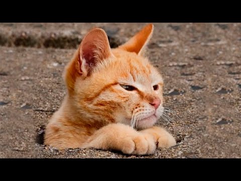 Βίντεο: Γιατί η γάτα μου έμεινε πάνω μου;