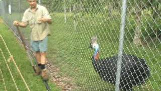 Henry a dangerous cassowary