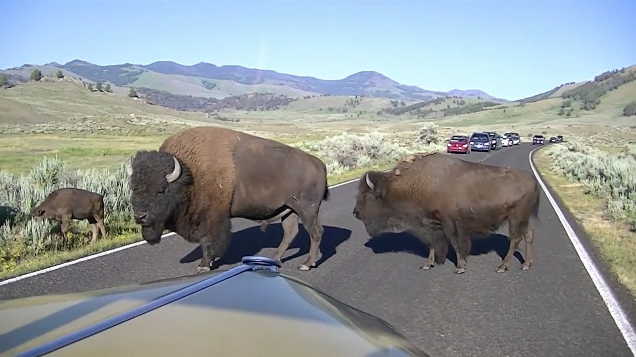 Bison Traffic Jam In Yellowstone National Park - YouTube