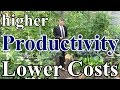 Donothing gardening  higher productivity  lower costs