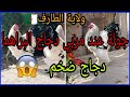 جولة عند مربي 🐔 دجاج البراهما 🐔 ارميني🐣 وكايوتي 🐣 وميلفلور 🐣 بولاية الطارف 🇩🇿 ، #chicken_brahma