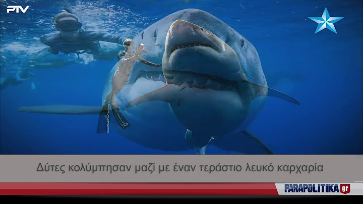 Δύτες κολύμπησαν μαζί με έναν τεράστιο λευκό καρχαρία | Parapolitika