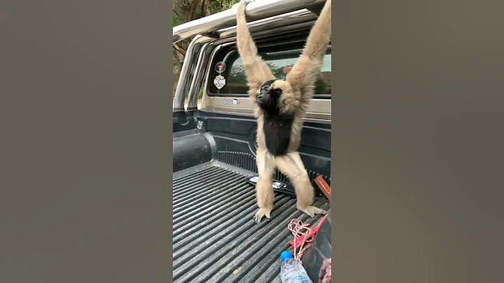 New ambulance in town. #shorts #funny #naughty #pets #monkey #shortsvideo #trending #viral #diy