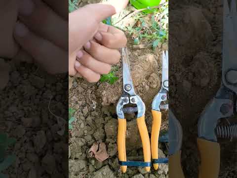 هام جدا طريقة إختيار أحسن مقص لتقطيع العنب   