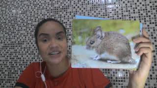 1º Ano - Aula 105 - Miss Carol - Inglês – 23/09