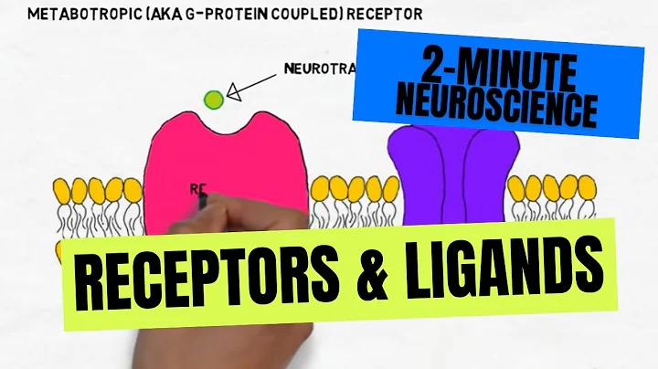 2-Minute Neuroscience: Receptors & Ligands