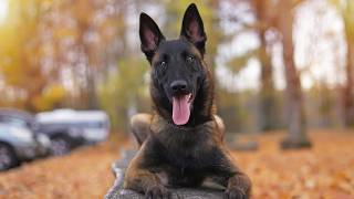 Cute and funny Belgian Malinois puppies.