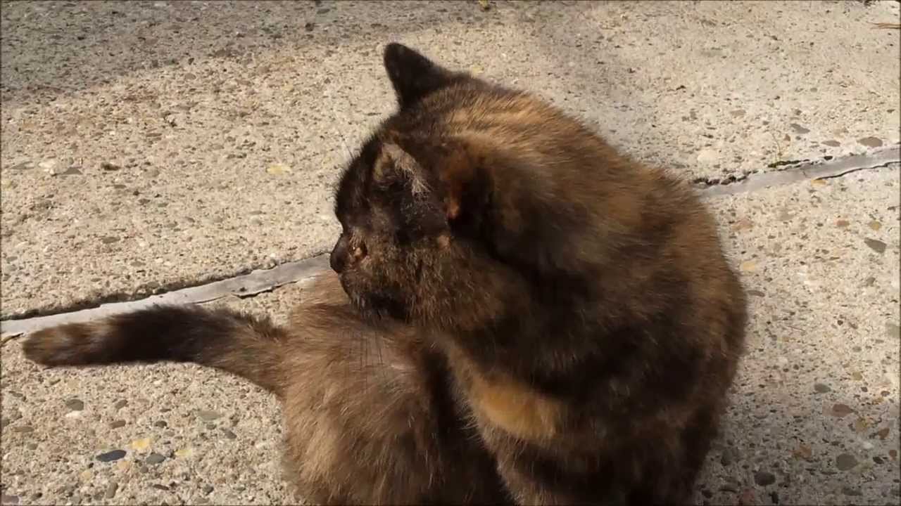 Jumpy Tortoiseshell Cat - Schreckhafte Schildpatt-Katze 