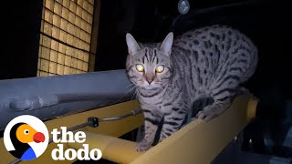 Guy Makes A Private Elevator For His Cat | The Dodo