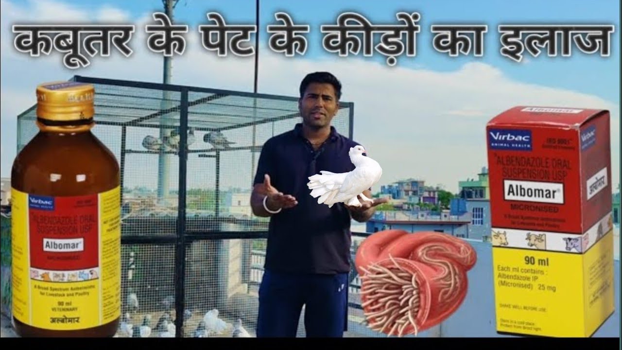 कबूतरों के पेट में कीड़े का इलाज l kabutaro ke pet me kide ka treatment #pigeon deworming #kabootar