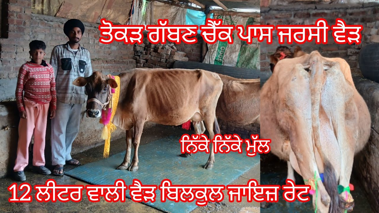 26 February 2026 ਤੋਕੜ ਗੱਬਣ ਚੈੱਕ ਪਾਸ ਵੈੜ ਦੋ ਵੈੜਾ ਬਿਲਕੁਲ ਜਾਇਜ਼ ਰੇਟ /cow for sale /cheema dairy farm 