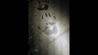 East Texas Bigfoot Encounter-Investigation (What I found)