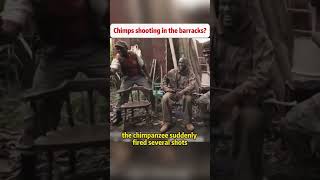 Chimpanzee Fires a Gun in a Military Camp?  What Happens Next Will Shock You!