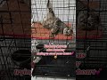 #furbaby #puspin #rescuedcat #makokoy