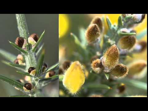 Ulex europaeus - gorse