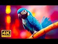 Rainforest Birds in 4K - Colorful Breathtaking Birds with Calming Music - 4K Video ULTRA HD