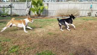 Basenji Pack playing in the yard