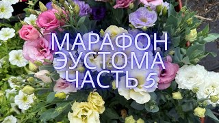 МАРАФОН ЭУСТОМА   пересадка эустомы на фитильный полив ЧАСТЬ 5