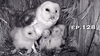 Barn Owl Nest ❸ ep.128Lechuzas en el nido DIRECTO (Cámara 38 | Ávila)