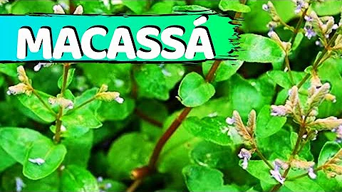 Para que serve a planta Macassa?