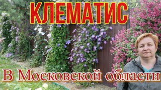 картинка: Клематис в Московской области. Июль 2022 год.