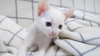 Kitten is disappointed after losing to his junior in cat wrestling [Please watch with subtitles] by ねこねこチャンネル 10,705 views 12 days ago 8 minutes, 22 seconds