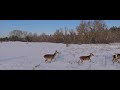 Deer, moose, and wild boars fled