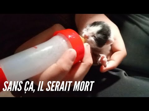 Vidéo: Qu'est-ce que Feline Distemper?