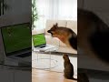Dog Jumps at Soccer Ball — Laptop Crashes Through Glass Table! #FunnyPets #SoccerFail #CatReaction