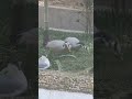 Goose scares the Gull #goose #gull #shorts