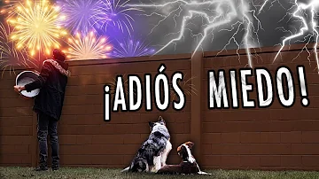 ¿Debo dejar las luces encendidas para mi perro?