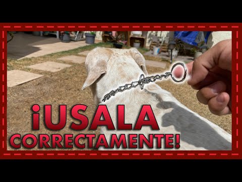 ¡Corrección sin maltrato! Aprende a usar la cadena de corrección y efectiva en tu perro hqdefault