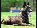 Все породы собак.Голландская овчарка (Dutch Shepherd)