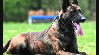 Все породы собак.Голландская овчарка (Dutch Shepherd)