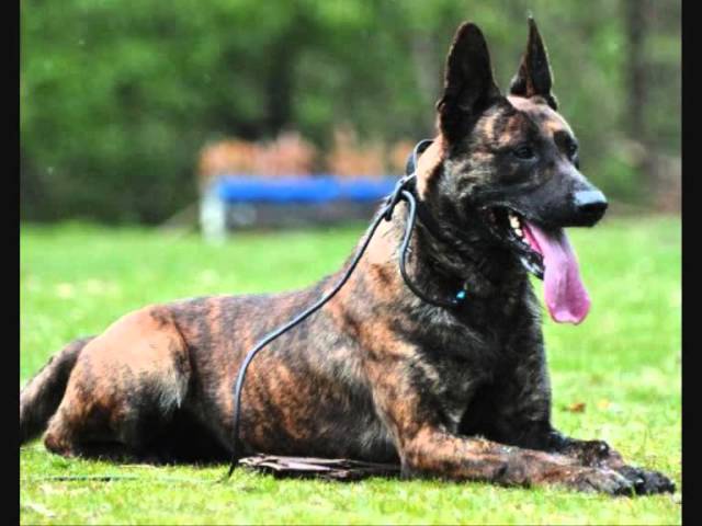 Все породы собак.Голландская овчарка (Dutch Shepherd)